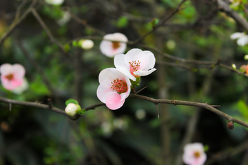 海棠花