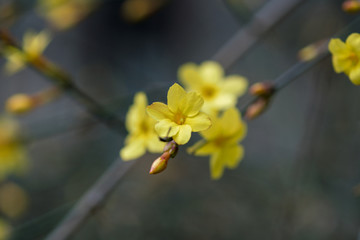 报春花