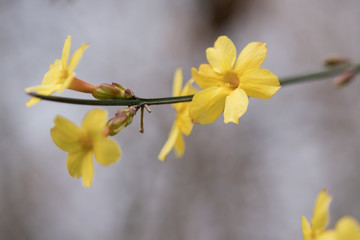 报春花