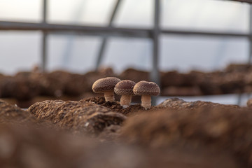 香菇种植