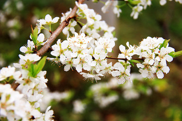 李子花