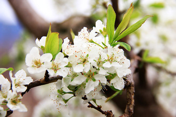 李子花