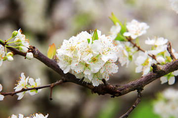 李子花