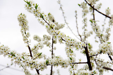 李子花