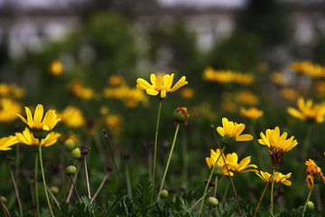 路边小黄花