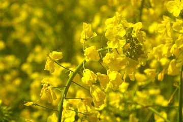 油菜花特写