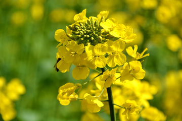 油菜花蜜蜂