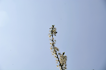 美丽的梨花