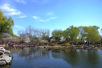 北京玉渊潭公园樱花节