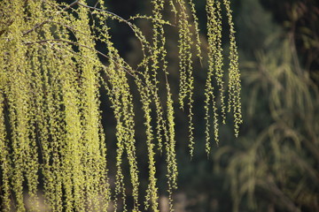 柳树枝