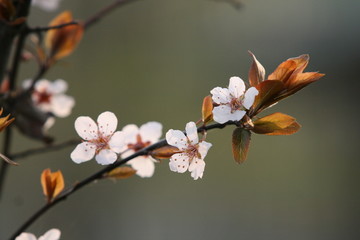 紫叶李花