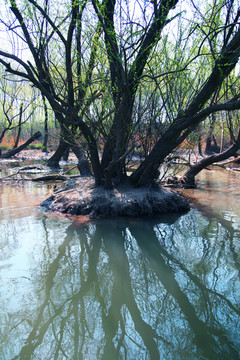 水中柳树