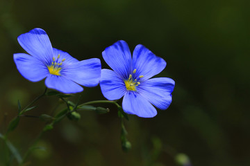 亚麻花