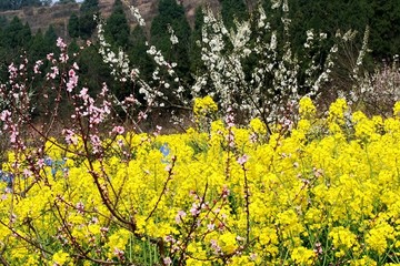 桃花李花油菜花