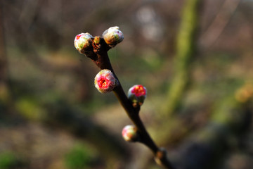 桃花花蕾