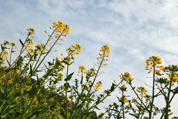 油菜花