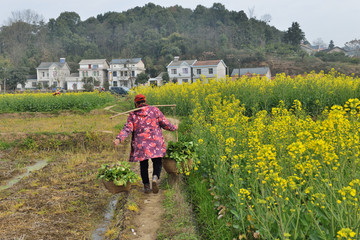 油菜花