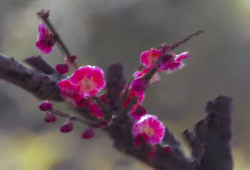 红梅花装饰画