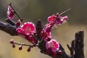 红梅花