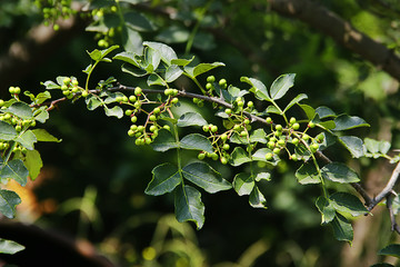 青花椒