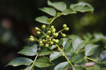 山花椒