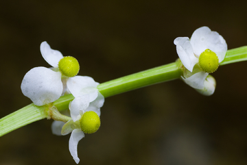 茨菇