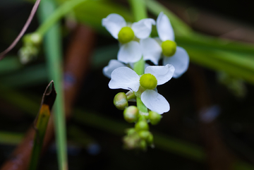 茨菇花