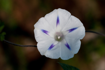 牵牛花