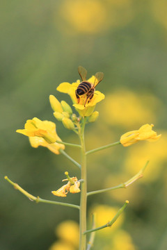 油菜花开蜜蜂采蜜