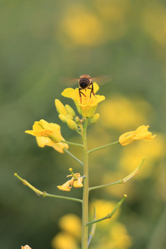 油菜花开蜜蜂采蜜