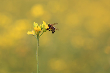 油菜花开蜜蜂采蜜