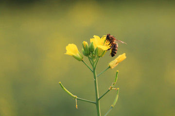 油菜花开蜜蜂采蜜