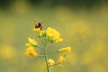 油菜花开蜜蜂采蜜