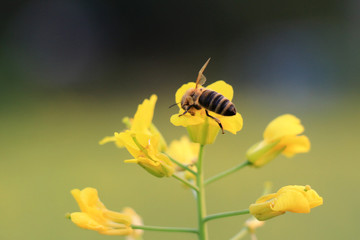 油菜花开蜜蜂采蜜