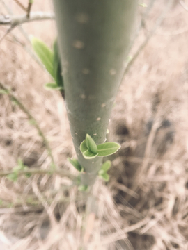 春天的绿芽