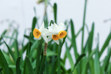 水仙花