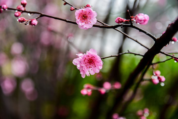 桃花