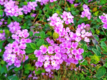 马缨丹花草