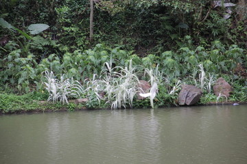 湖边飞鸟