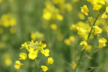 蜜蜂油菜花