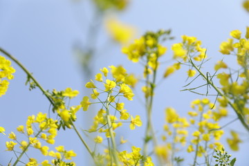 蜜蜂油菜花