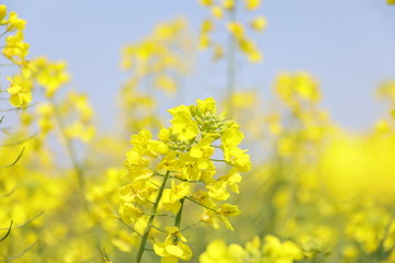 蜜蜂油菜花