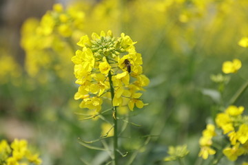 蜜蜂油菜花