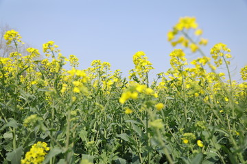 蜜蜂油菜花