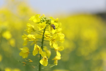 蜜蜂油菜花