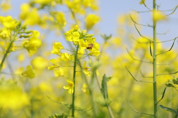 蜜蜂油菜花