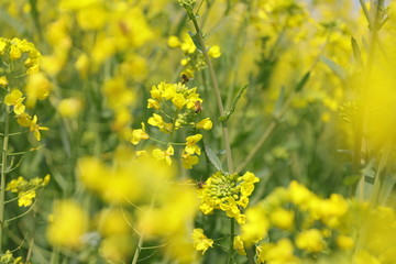 蜜蜂油菜花