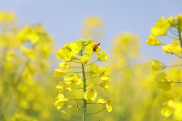 蜜蜂油菜花