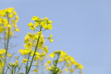 蜜蜂油菜花