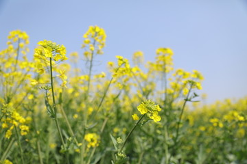 油菜花